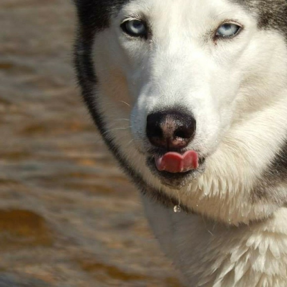 Not 4 Sale - Picture 2 of 7